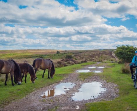 011_Drei Monate, Porlock, Porlock Weir, Somerset, threemonthsagypsy
