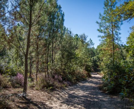 115_Drei Monate, Frankreich, threemonthsagypsy, Vieux Bouceau