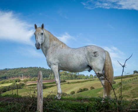 154_Cantabrien, Drei Monate, Frankreich, San Vicente de la Barquera, Spanien, threemonthsagypsy